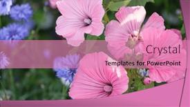  Presentation with spring - PPT theme having flowers-lavatera-mallow-spring-flowering background and a coral colored foreground