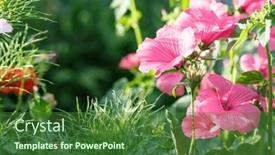  Presentation with spring - Slide set with flowers-lavatera-mallow-spring-flowering background and a forest green colored foreground