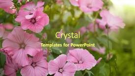  Presentation with spring - Theme having flowers-lavatera-mallow-spring-flowering background and a tawny brown colored foreground