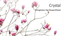  Presentation with magnolia - Colorful slide deck enhanced with flowers magnolia branch isolated backdrop and a  colored foreground