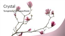  Presentation with magnolia - Cool new theme with flowers magnolia branch isolated backdrop and a white colored foreground