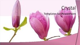  Presentation with magnolia - Presentation having flowers magnolia branch isolated background and a lavender colored foreground