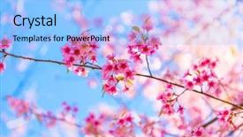  Presentation with blooming lotus flower of pink - Slide deck with flowers march - beautiful pink flower blossom background and a light blue colored foreground