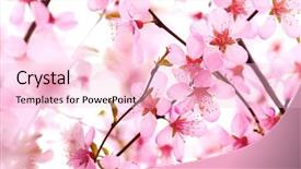  Presentation with pink white - Cool new presentation theme with flowers march - beautiful pink flower blossom backdrop and a lemonade colored foreground
