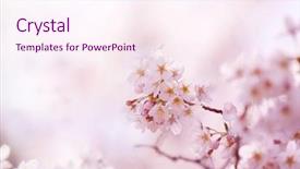  Presentation with cherry - Beautiful PPT theme featuring flowers march - early spring cherry blossoms backdrop and a pink colored foreground