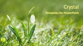  Presentation with snowdrop - Colorful slide deck enhanced with flowers march - sparkly snowdrop flower very soft backdrop and a tawny brown colored foreground