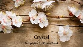  Presentation with spring - Presentation theme having flowers march - spring blossom over wood background background and a coral colored foreground