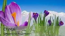  Presentation with couples on the mountain - Colorful slides enhanced with flowers march - springtime in mountain italian alps backdrop and a seafoam green colored foreground