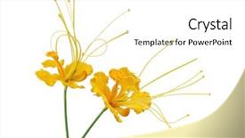  Presentation with flower - Colorful presentation theme enhanced with flowers mexican - yellow caesalpinia pulcherrima flower isolated backdrop and a white colored foreground