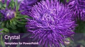  Presentation with spider - Presentation theme with double flowering purple spider aster background and a violet colored foreground