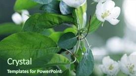  Presentation with apple flower - Cool new slides with flowers of apple backdrop and a forest green colored foreground