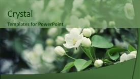  Presentation with apple flower - Presentation theme enhanced with flowers of apple background and a seafoam green colored foreground