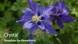  Presentation with siberia - Beautiful slides featuring flowers of aquilegia aka columbine backdrop and a  colored foreground
