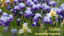  Presentation with iris flower - Audience pleasing PPT layouts consisting of flowers of bearded iris backdrop and a  colored foreground