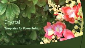  Presentation with enlightenment - Presentation theme consisting of flowers-of-bodhi-tree-ficus background and a tawny brown colored foreground