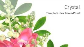  Presentation with bodhi tree - Beautiful PPT layouts featuring flowers-of-bodhi-tree-ficus backdrop and a white colored foreground