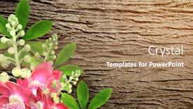  Presentation with bodhi tree - Colorful PPT theme enhanced with flowers-of-bodhi-tree-ficus backdrop and a coral colored foreground