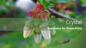  Presentation with blueberry - Audience pleasing presentation consisting of flowers-of-bog-blueberry-vaccinium backdrop and a tawny brown colored foreground