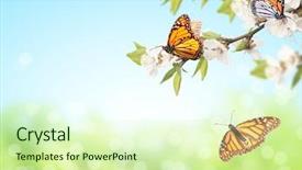  Presentation with monarch butterflies - Theme featuring spring templates - flowers of cherry and monarch background and a soft green colored foreground