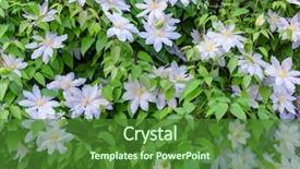  Presentation with clematis - Slides enhanced with flowers of clematis close up background and a  colored foreground
