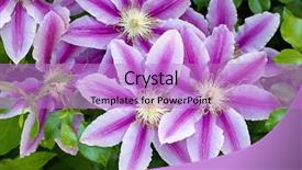  Presentation with clematis - Slides consisting of flowers of clematis over green background and a lilac colored foreground