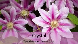  Presentation with clematis - Amazing slide deck having flowers of clematis over green backdrop and a coral colored foreground