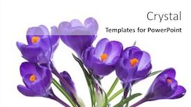  Presentation with white flowers - Slide deck consisting of flowers-of-crocus-isolated background and a white colored foreground