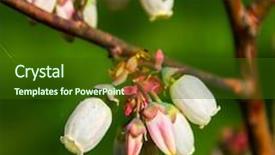  Presentation with blueberry - PPT theme enhanced with kind of bog blueberry vaccinium background and a tawny brown colored foreground