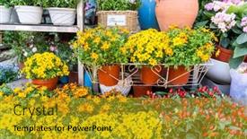  Presentation with daisy - Theme with flowers-of-daisy-blossom-growing background and a gold colored foreground
