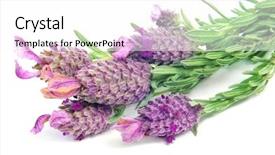  Presentation with lavender flowers border - Beautiful slide set featuring flowers of lavandula stoechas spanish backdrop and a  colored foreground