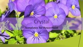  Presentation with pansy - Cool new slide deck with flowers of pansy green grass and sun backdrop and a light blue colored foreground