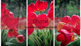  Presentation with tulips - Slide set enhanced with flowers-of-red-tulips background and a red colored foreground