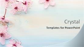  Presentation with sakura - Presentation theme with flowers-of-sakura-on-colorful background and a sky blue colored foreground