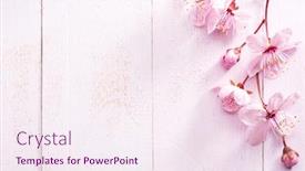  Presentation with light pink - Colorful presentation design enhanced with flowers-of-sakura-on-light backdrop and a sky blue colored foreground