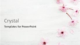  Presentation with sakura - Colorful theme enhanced with flowers-of-sakura-on-white backdrop and a white colored foreground