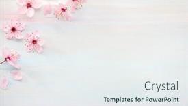  Presentation with sakura - PPT theme having flowers-of-sakura-on-wooden background and a sky blue colored foreground