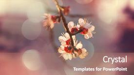  Presentation with japanese cherry blossoms - Presentation design enhanced with stamens - flowers of the cherry blossoming background and a coral colored foreground