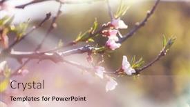  Presentation with springtime - Slide set enhanced with flowers-of-the-cherry-blossoming background and a lemonade colored foreground