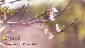  Presentation with springtime - Colorful presentation theme enhanced with flowers-of-the-cherry-blossoming backdrop and a coral colored foreground