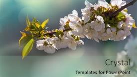  Presentation with springtime - Theme with flowers-of-the-cherry-blossoming background and a mint green colored foreground