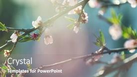  Presentation with springtime - Beautiful theme featuring flowers-of-the-cherry-blossoming backdrop and a gray colored foreground