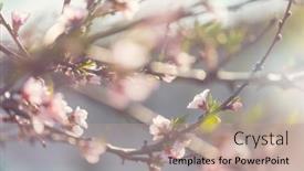  Presentation with springtime - PPT theme with flowers-of-the-cherry-blossoming background and a coral colored foreground