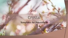 Presentation with springtime - Theme with flowers-of-the-cherry-blossoming background and a coral colored foreground