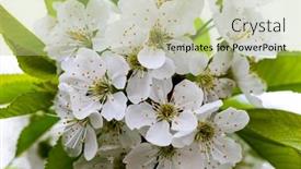  Presentation with spring tree - 