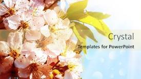  Presentation with spring tree - 