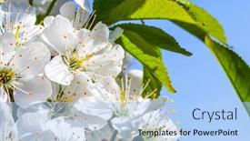  Presentation with spring tree - 