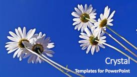  Presentation with daisy - Presentation theme with flowers of the daisy wheel background and a  colored foreground