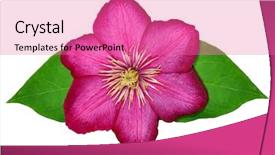  Presentation with clematis - PPT theme having flowers of the genus clematis background and a  colored foreground