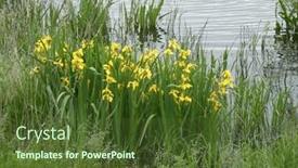  Presentation with marsh - PPT theme featuring flowers-of-wild-yellow-marsh background and a tawny brown colored foreground
