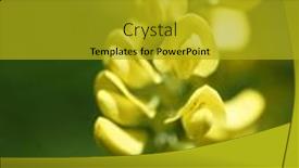  Presentation with forest - Presentation design with flowers-of-yellow-acacia background and a  colored foreground